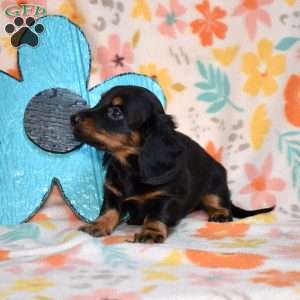 Truffles, Dachshund Puppy